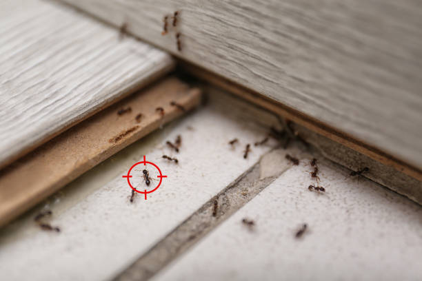 Best Flea Control Services  in El Jon, CA