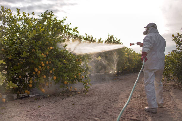 Best Bed Bug Extermination  in El Jon, CA