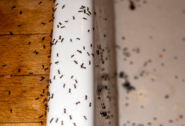 Best Affordable Pest Control Services  in El Jon, CA