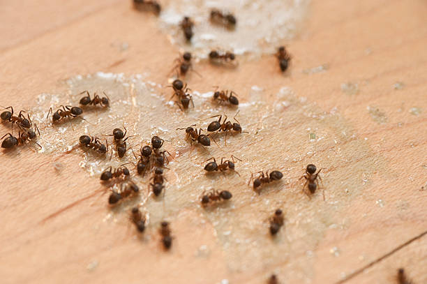 Pest Control Cost in El Cajon, CA