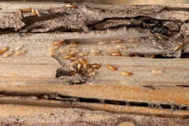 Best Pest Prevention Services  in El Jon, CA