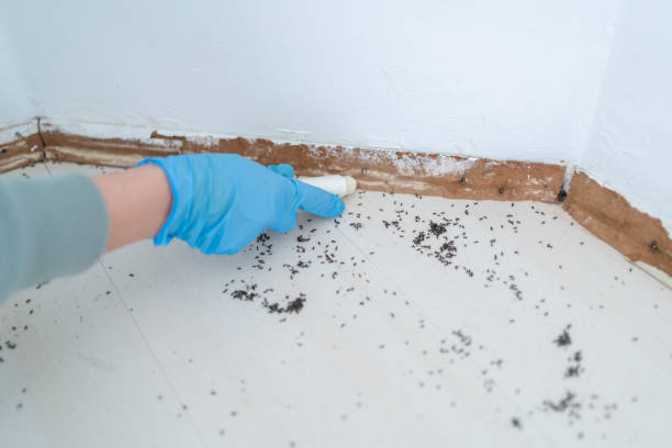 Best Pest Inspection Near Me  in El Jon, CA